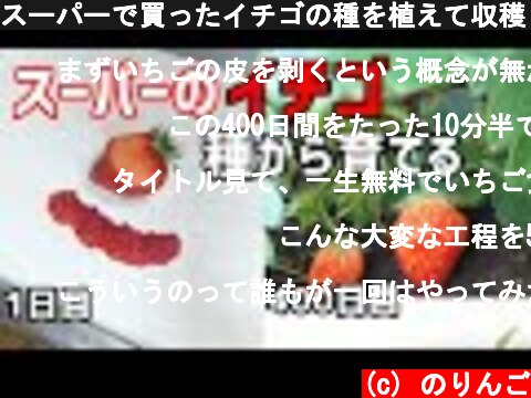 スーパーで買ったイチゴの種を植えて収穫しました(イチゴの育て方)　/  How to growing strawberries from store bought strawberries  (c) のりんご